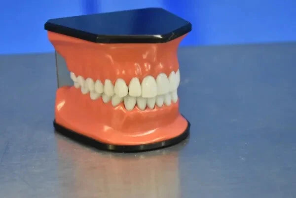 Dental Mouth Model - Dental Parts Shop
