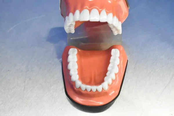 Dental Mouth Model