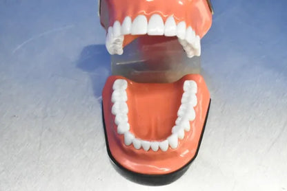 Dental Mouth Model