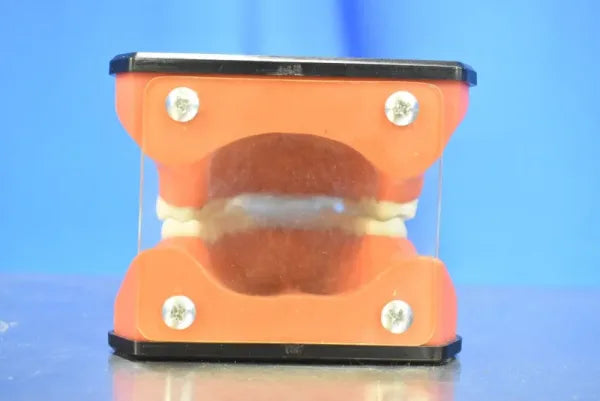 Dental Mouth Model