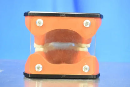 Dental Mouth Model