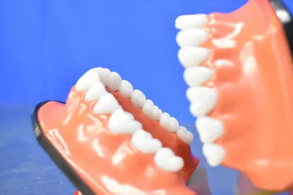 Dental Mouth Model