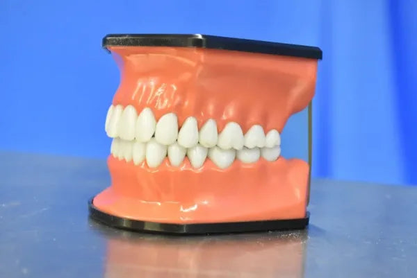 Dental Mouth Model