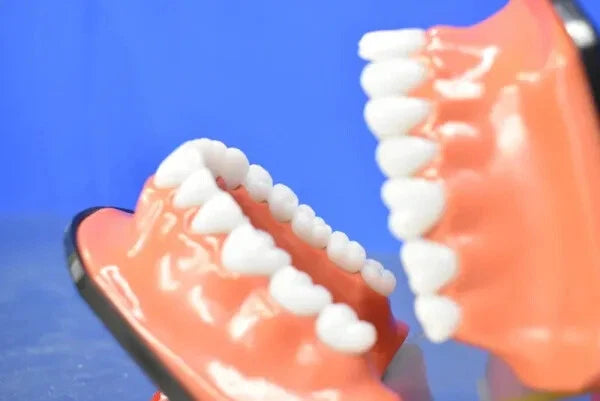Dental Mouth Model - Dental Parts Shop