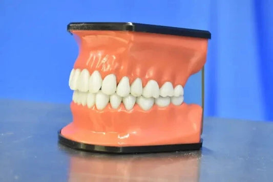 Dental Mouth Model - Dental Parts Shop